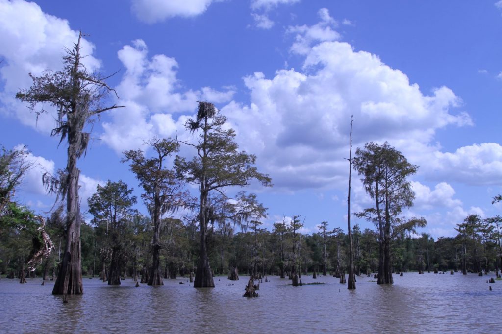Swamp with osprey nest in the top of a cypress tree, Bayou Benoit, Atchafalaya Basin.